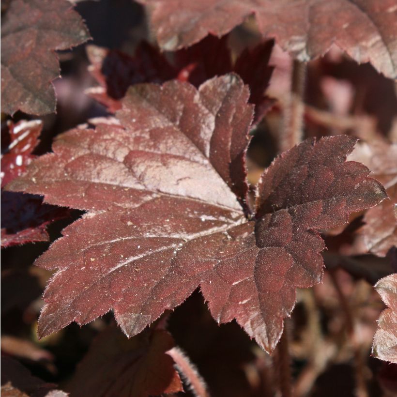 Heuchère - Heuchera Blackout (Foliage)