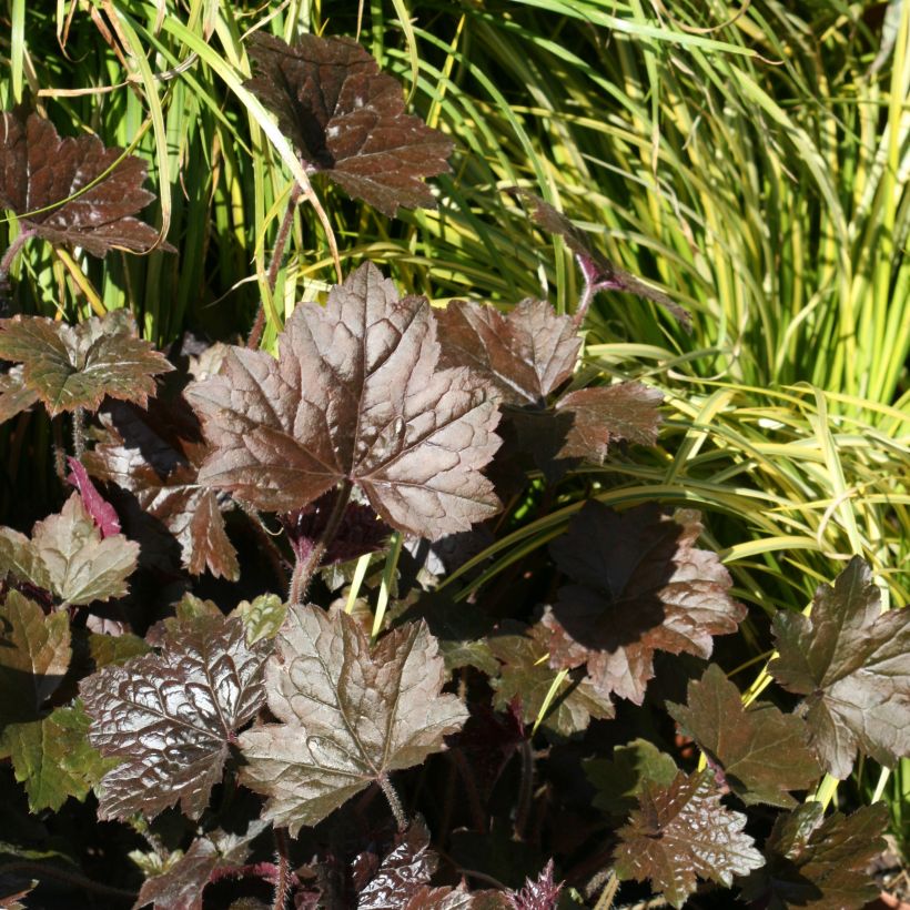 Heuchère - Heuchera Blackout (Plant habit)