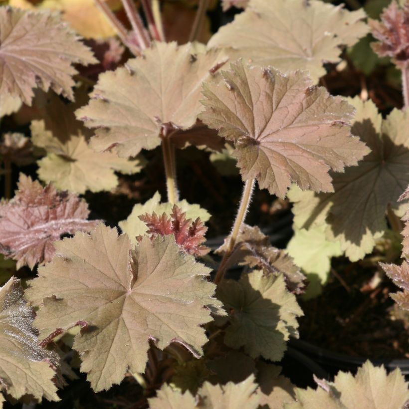 Heuchère - Heuchera Bronze Beauty (Foliage)