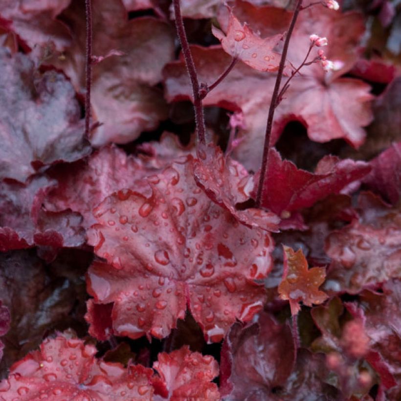 Heuchère - Heuchera Fire Chief (Foliage)