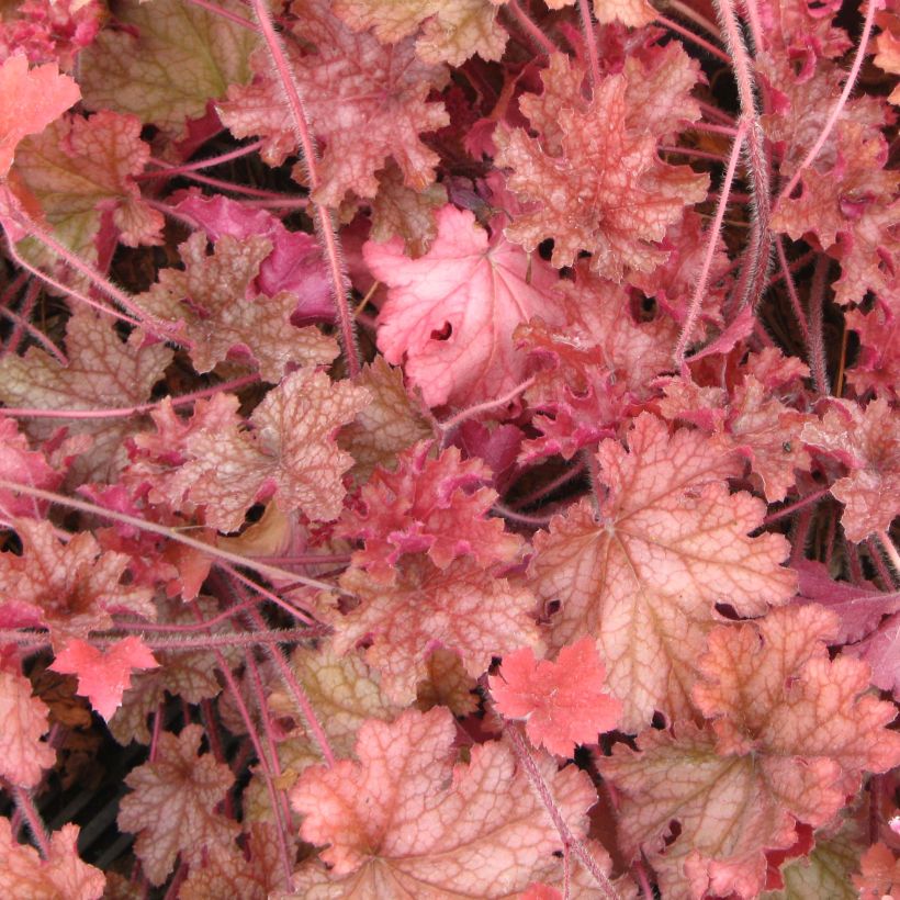 Heuchère - Heuchera Ginger Peach (Foliage)
