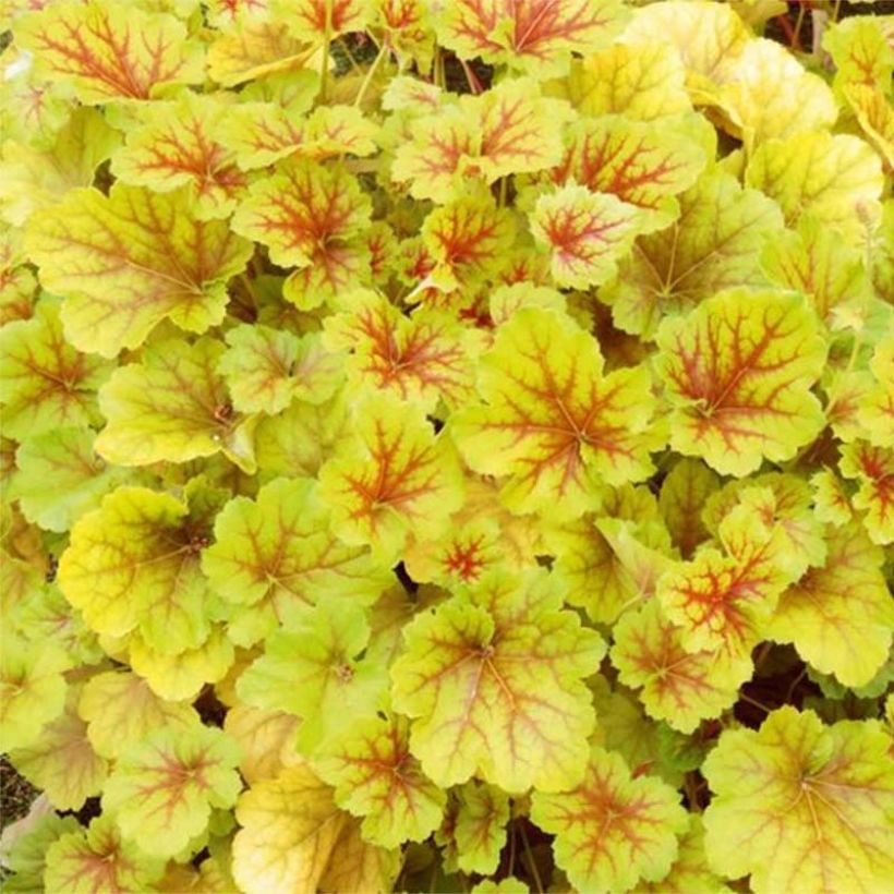 Heuchera Happy Flames - Heuchère (Foliage)
