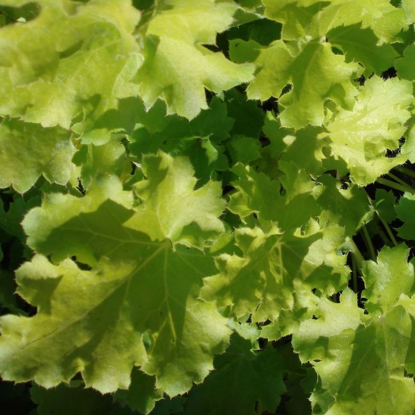 Heuchère - Heuchera Lime Rickey (Foliage)