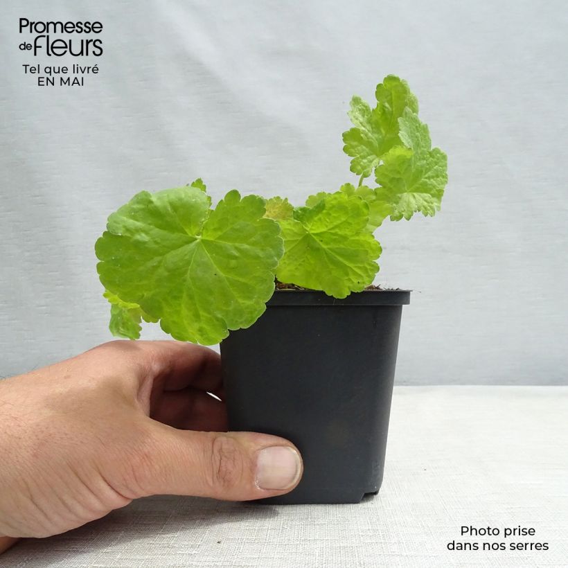 Example of Heuchera Little Cuties Sweet Tart Godet de 8/9 cm as you get in printemps