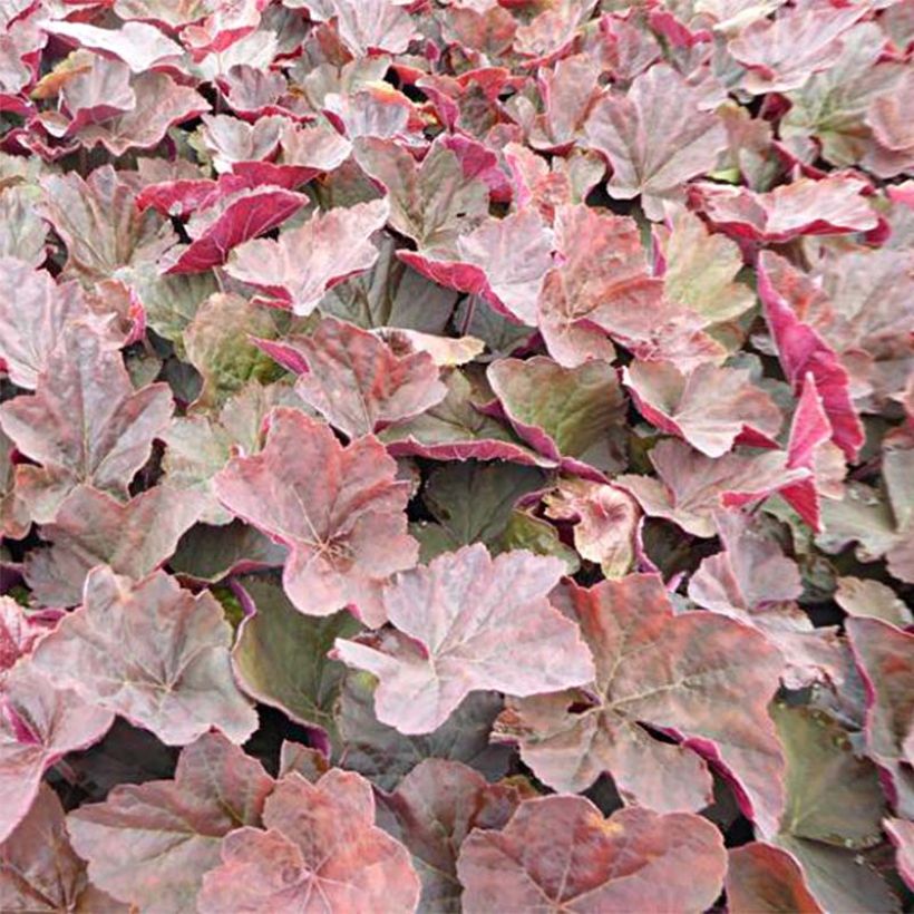 Heuchère - Heuchera Magnum (Foliage)