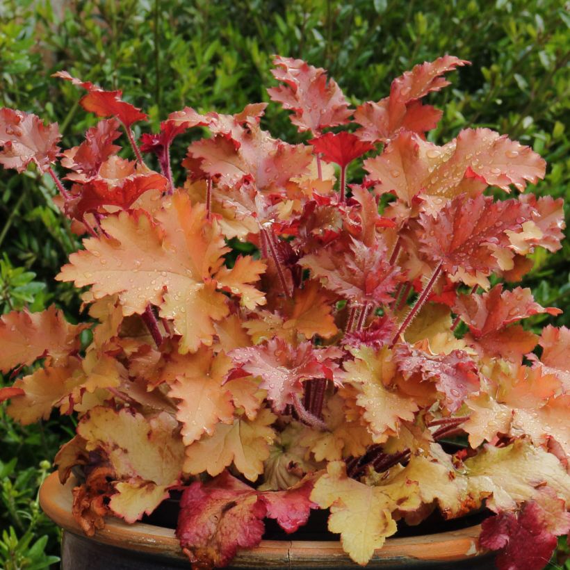 Heuchère - Heuchera Marmelade (Plant habit)