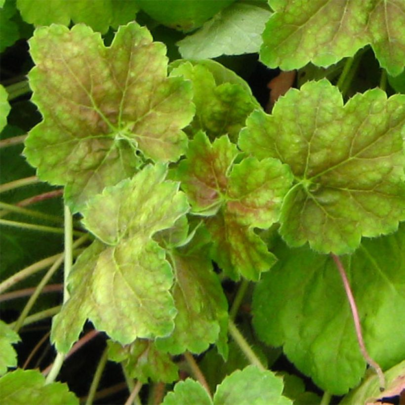 Heuchère -  Heuchera Miracle (Foliage)