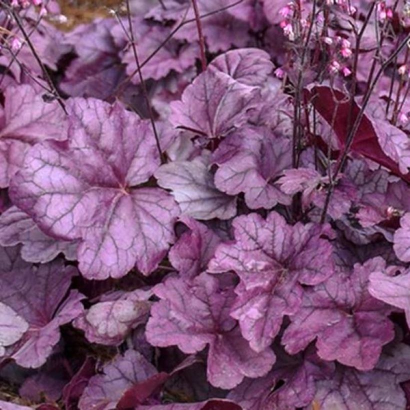 Heuchera Pink Panther - Heuchère (Foliage)
