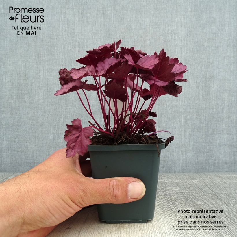Example of Heuchera Pink Panther - Heuchère Godet de 8/9 cm as you get in printemps