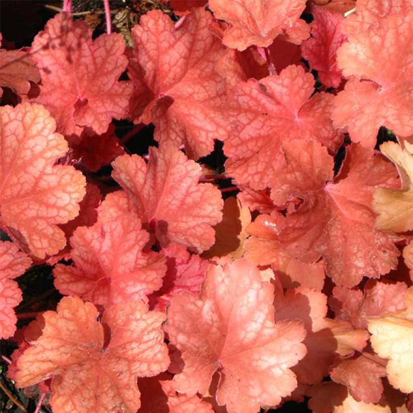 Heuchère - Heuchera Rio® (Foliage)