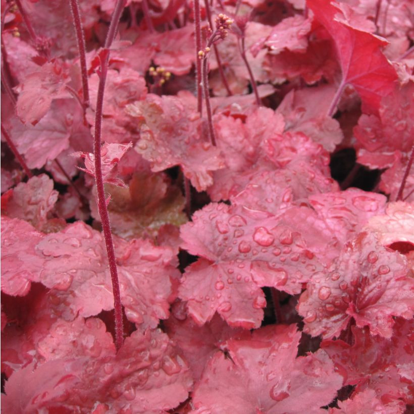 Heuchère - Heuchera Root Beer (Foliage)