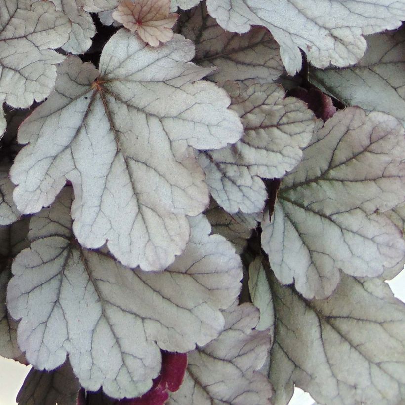 Heuchère - Heuchera Silver Gumdrop (Foliage)