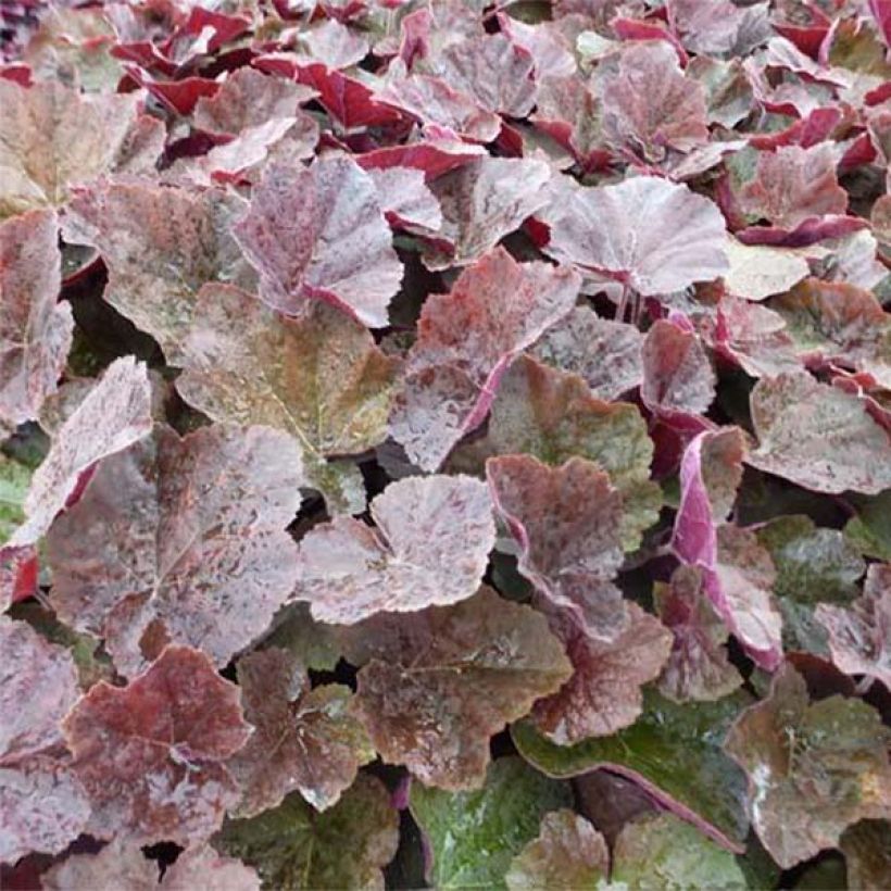 Heuchera XXL - Heuchère (Foliage)