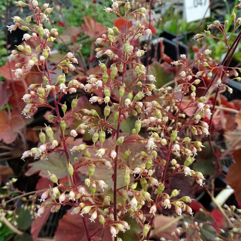 Heuchera XXL - Heuchère (Flowering)