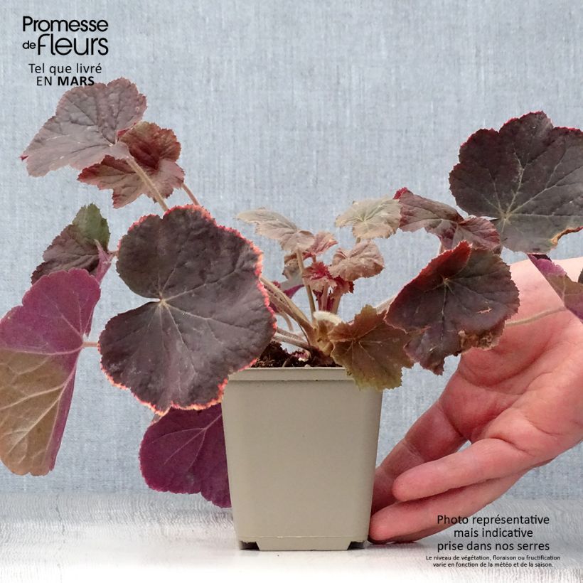 Example of Heuchera XXL - Heuchère Godet de 8/9 cm as you get in printemps