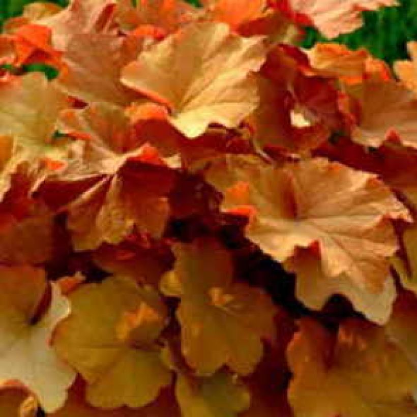 Heuchère - Heuchera Caramel (Foliage)