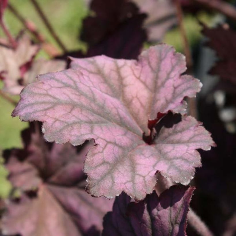 Heuchère, Heuchera Plum Pudding (Plant habit)