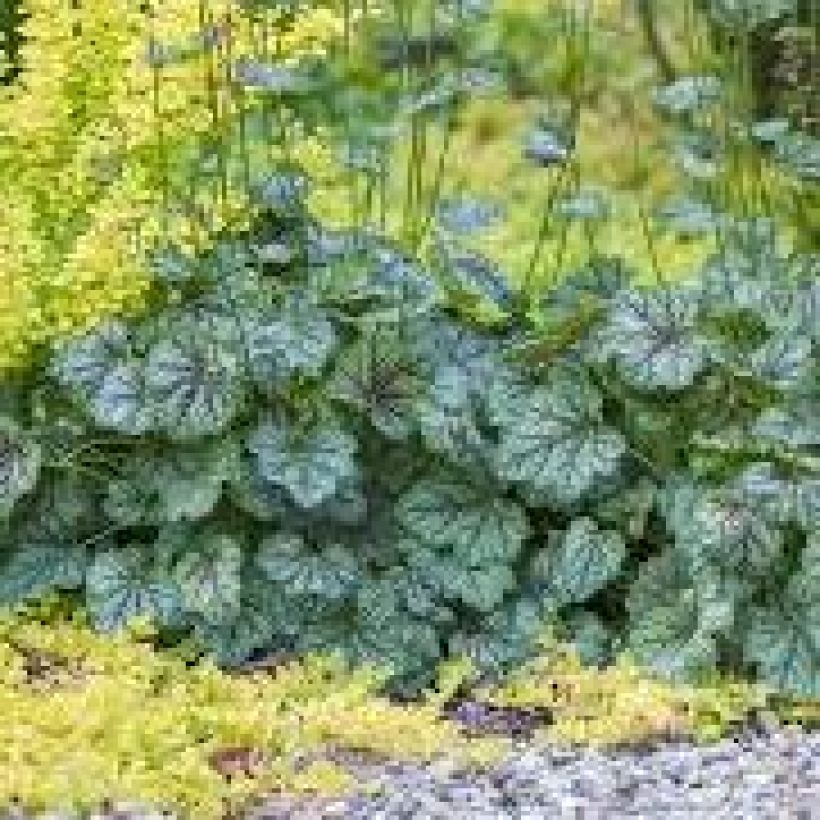 Heuchère - Heuchera Green Spice (Plant habit)