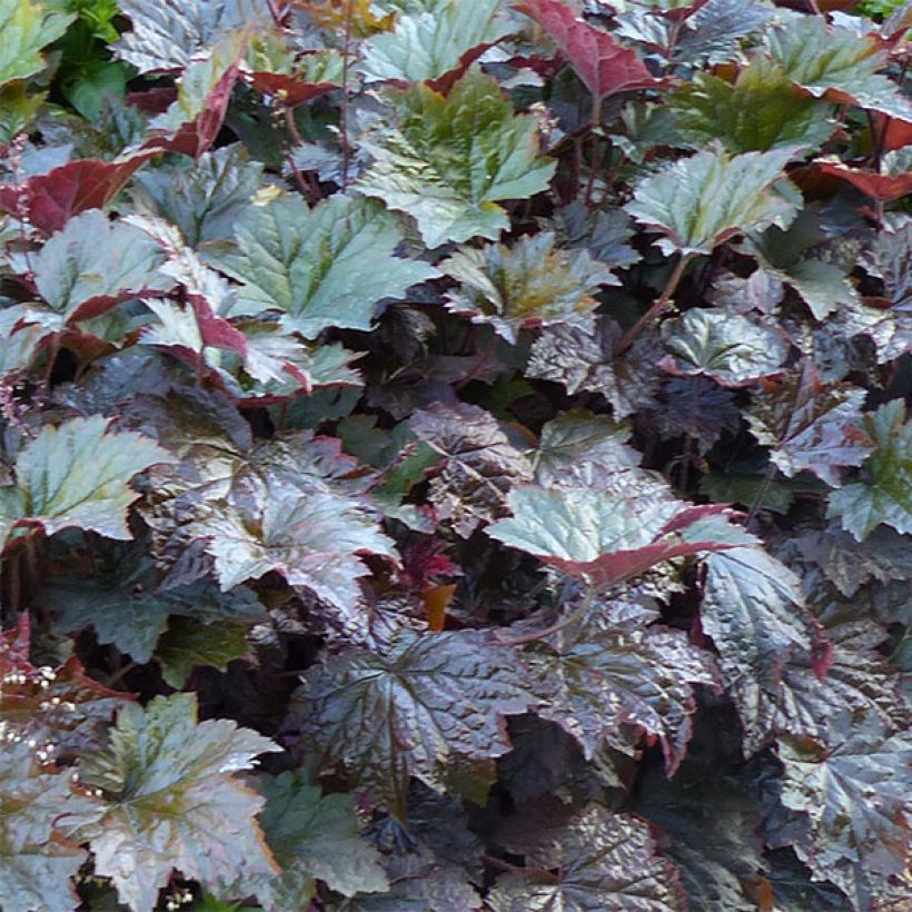 Heuchère pourpre- Heuchera micrantha Palace Purple (Foliage)