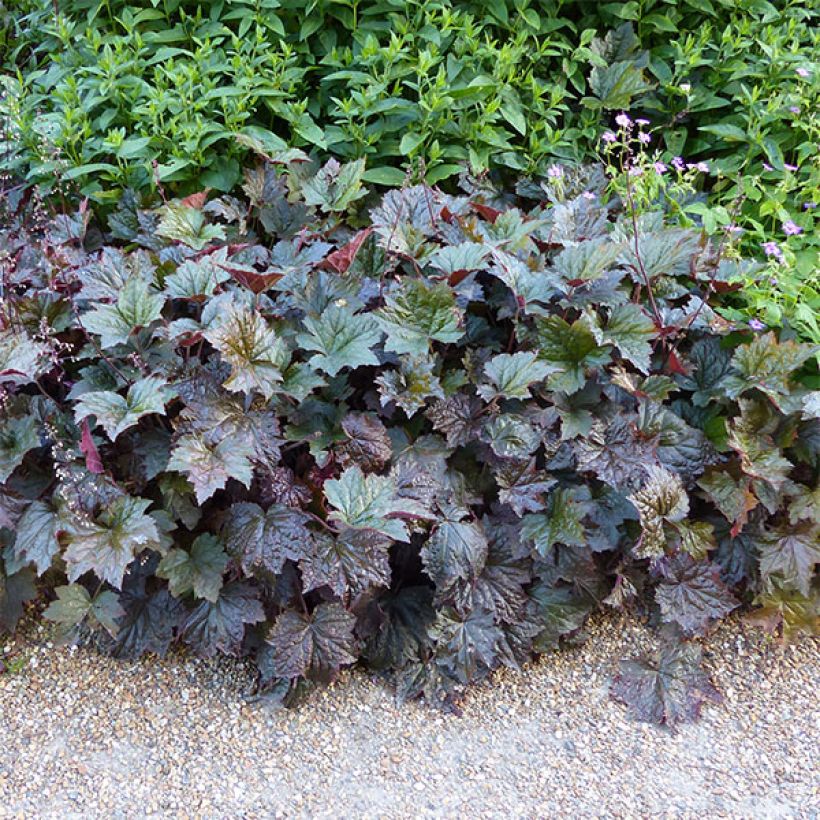 Heuchère pourpre- Heuchera micrantha Palace Purple (Plant habit)
