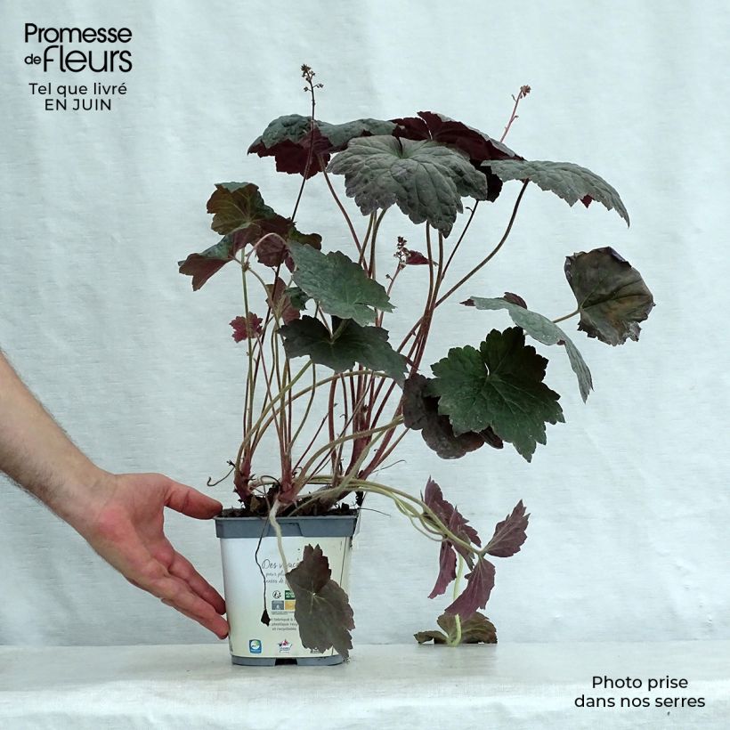 Spécimen de Heuchère - Heuchera Palace Purple Pot de 2L/3L tel que livré en été