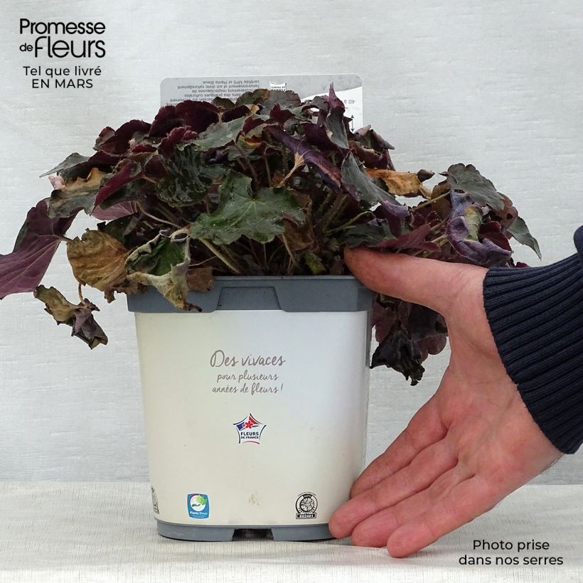 Example of Heuchère pourpre- Heuchera micrantha Palace Purple Pot de 2L/3L as you get in printemps