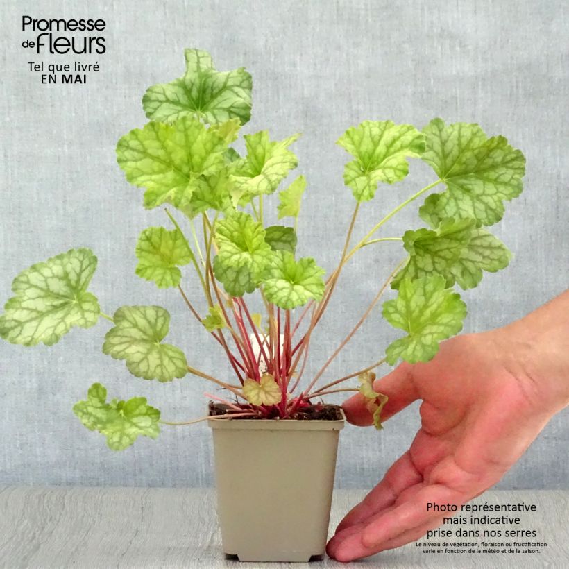 Spécimen de Heuchera mint frost ou menthe glacée Godet de 8/9 cm tel que livré au printemps