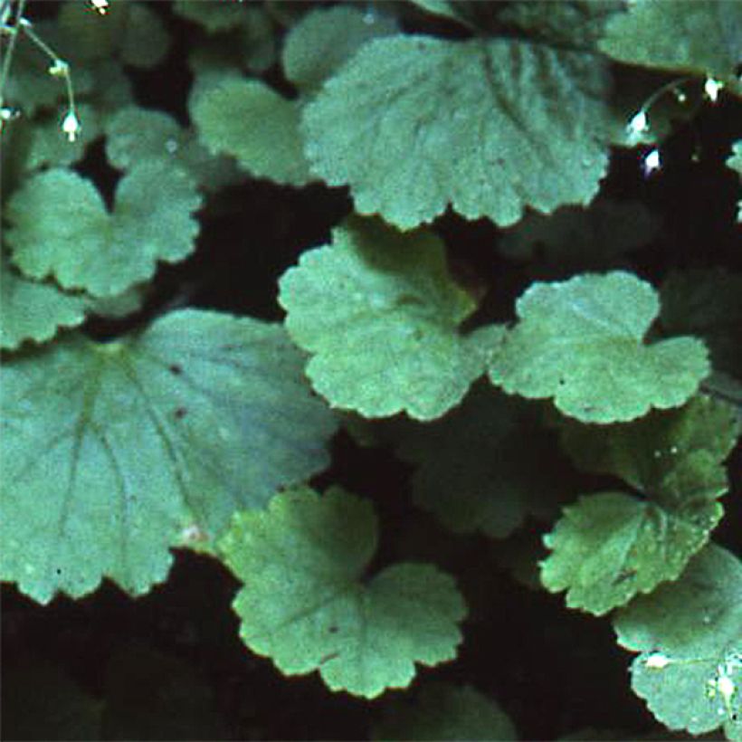 Heuchère - Heuchera parvifolia var. nivalis (Foliage)