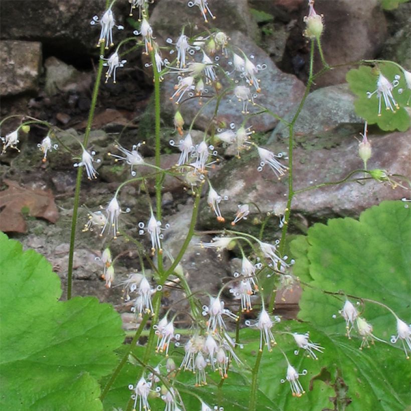 Heuchère - Heuchera parvifolia var. nivalis (Flowering)