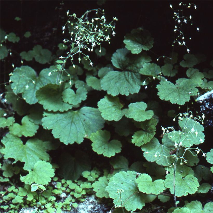 Heuchère - Heuchera parvifolia var. nivalis (Plant habit)