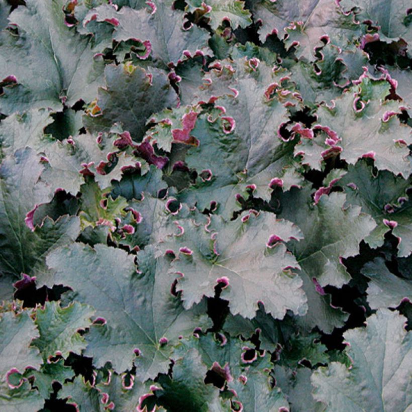 Heuchère - Heuchera Purple Petticoats (Foliage)