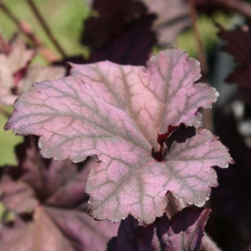 Heuchère, Heuchera Plum Pudding (Foliage)