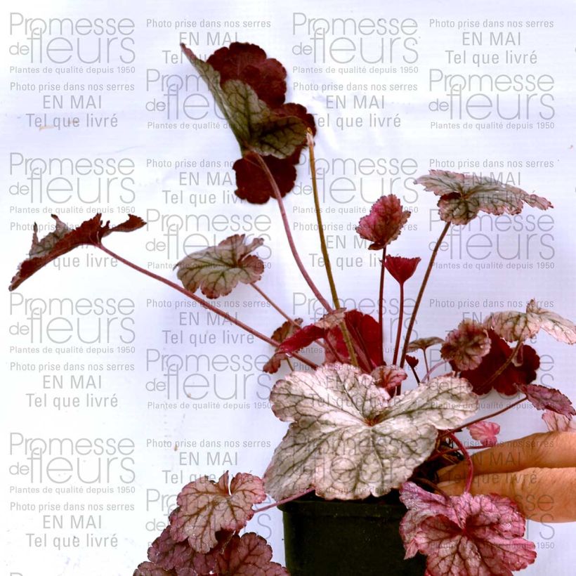 Example of Heuchère - Heuchera Prince of Silver Godet de 8/9 cm as you get