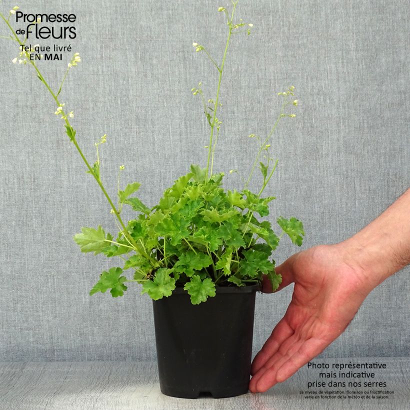 Example of Heuchère Apple Crisp Pot de 1L/1,5L as you get in printemps