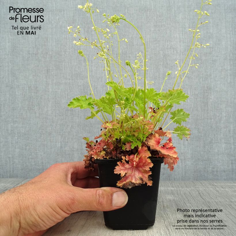 Example of Heuchère Apple Crisp Godet de 8/9 cm as you get in printemps