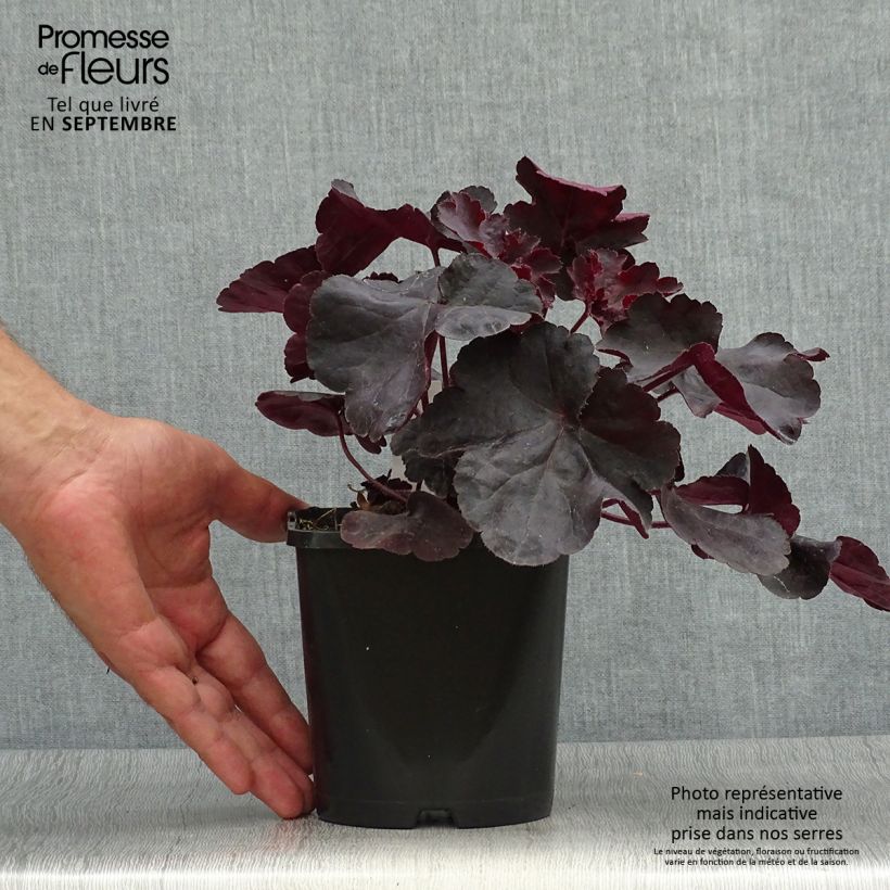 Spécimen de Heuchère - Heuchera Black Forest Cake Pot de 1L/1,5L tel que livré en automne