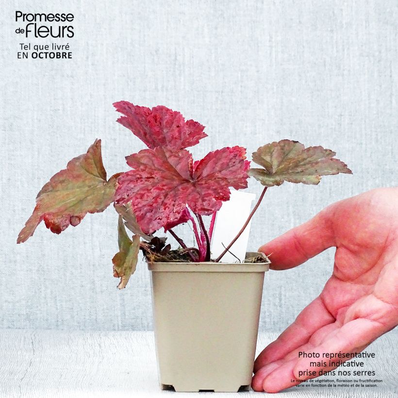 Spécimen de Heuchère - Heuchera Bloody Dinosaur  Godet de 8/9 cm tel que livré en automne