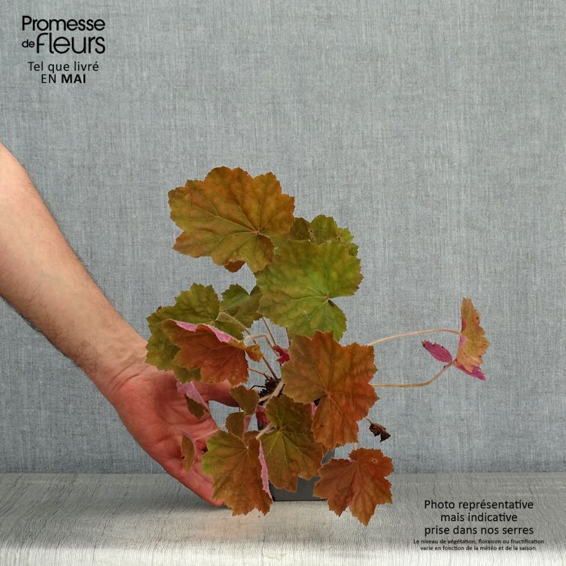 Example of Heuchère Brownies Godet de 8/9 cm as you get in printemps