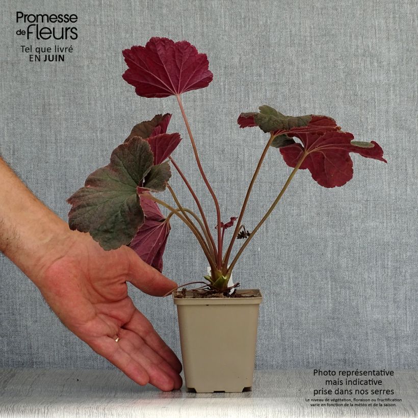Spécimen de Heuchère - Heuchera Dark Magic Godet de 8/9 cm tel que livré en été