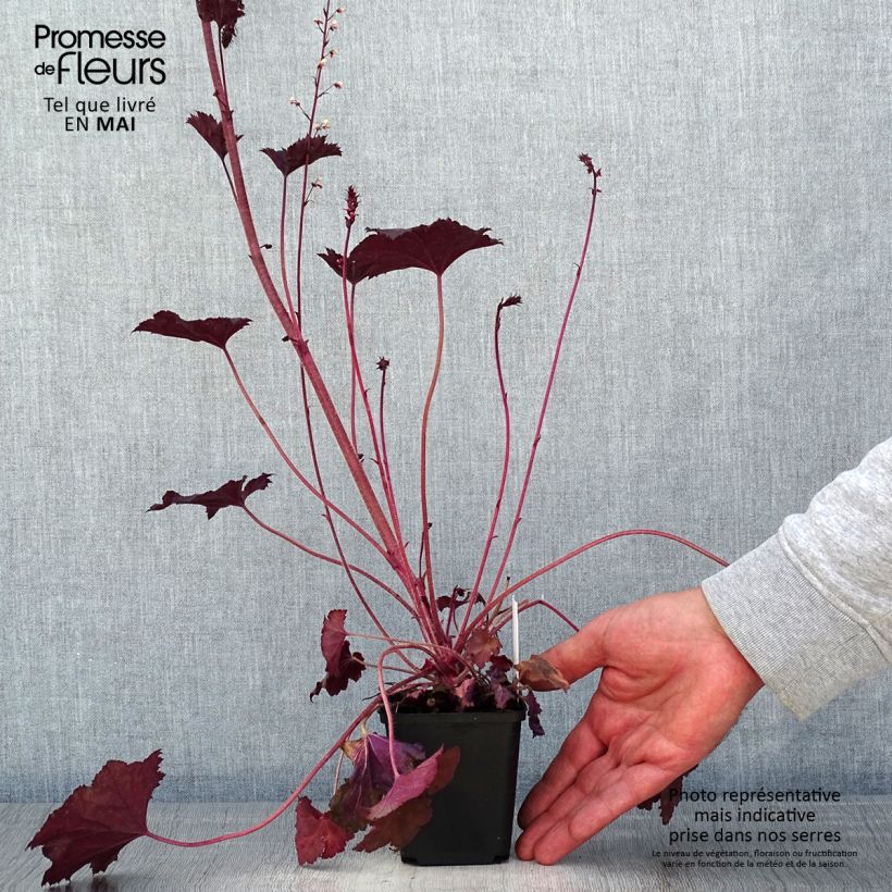 Example of Heuchère Frosted Violet Godet de 8/9 cm as you get in printemps