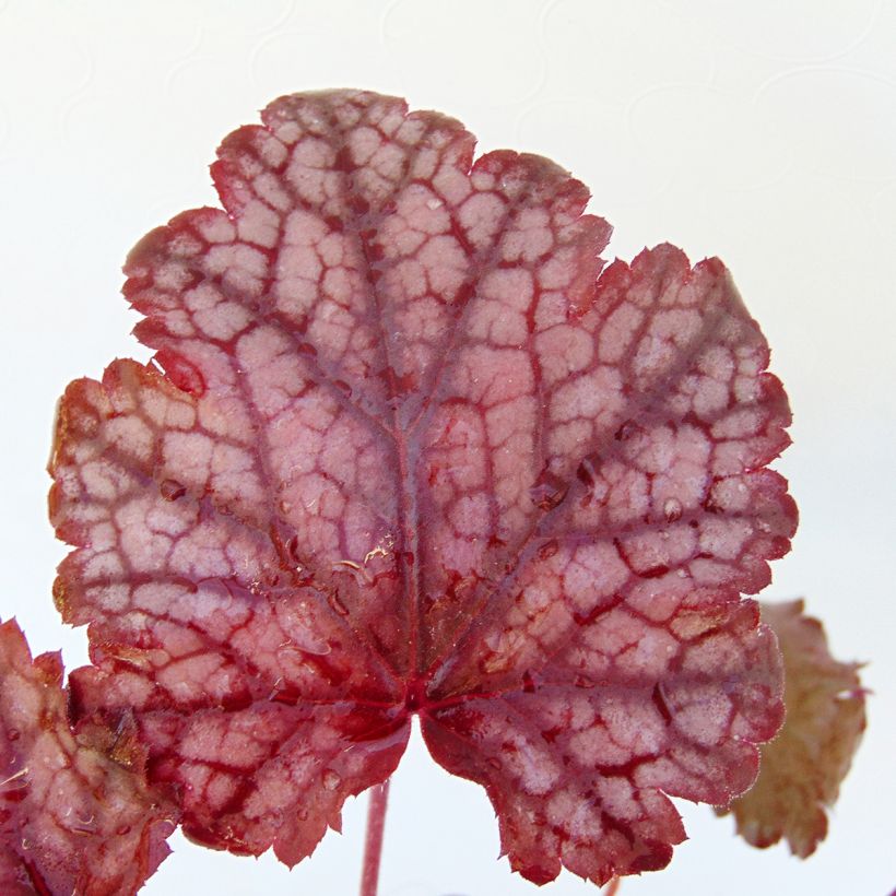 Heuchère - Heuchera Amethyst Myst (Foliage)