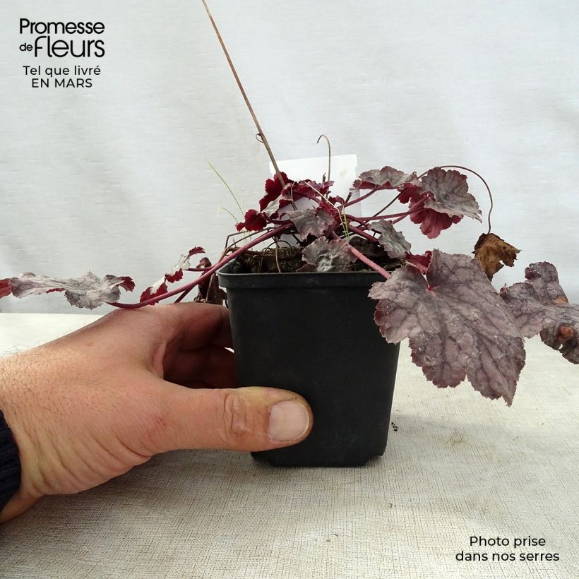 Example of Heuchère - Heuchera Amethyst Myst Godet de 8/9 cm as you get in printemps