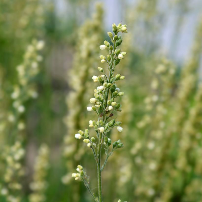 Heuchère Apple Crisp (Flowering)