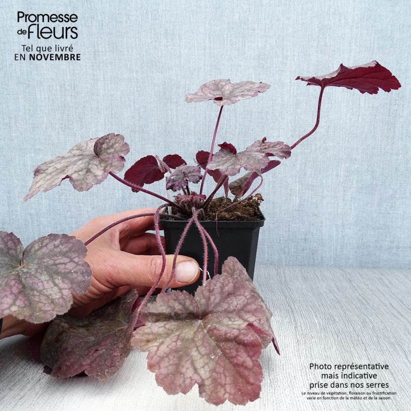 Spécimen de Heuchère - Heuchera Beaujolais Godet de 8/9 cm tel que livré en automne