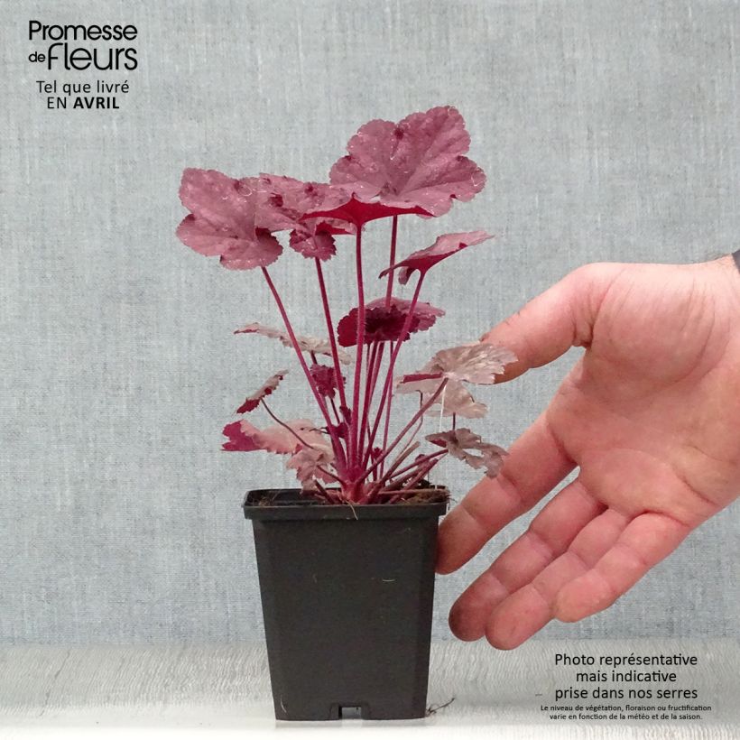 Example of Heuchère - Heuchera Beaujolais Godet de 8/9 cm as you get in printemps