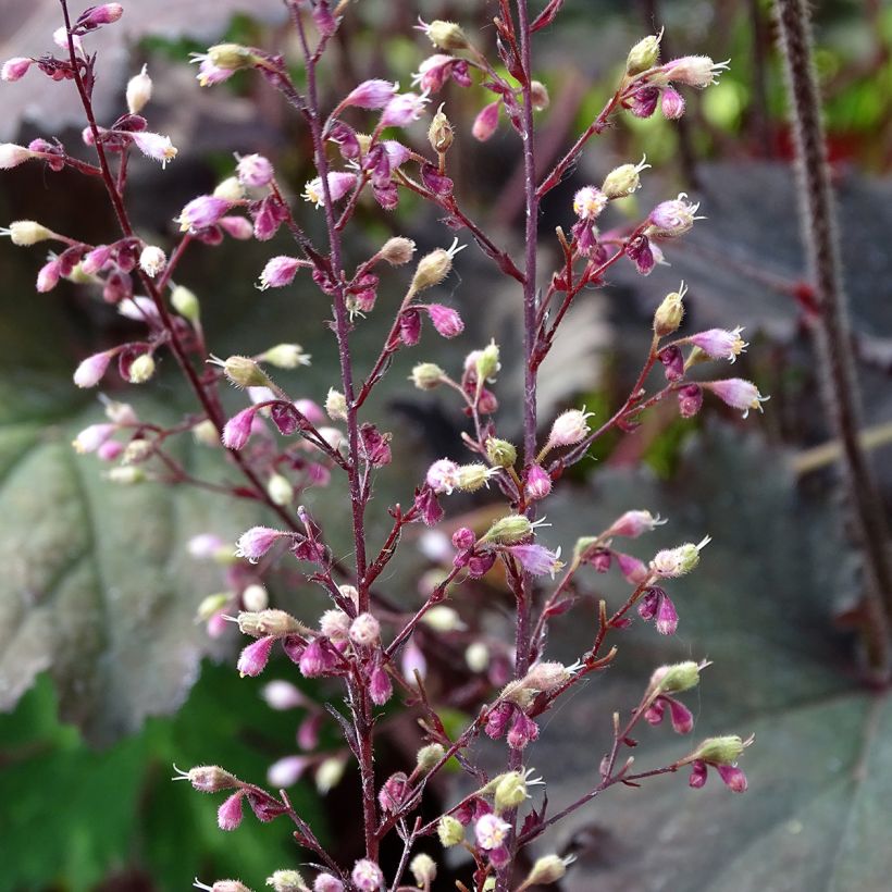 Heuchère - Heuchera Binoche (Flowering)