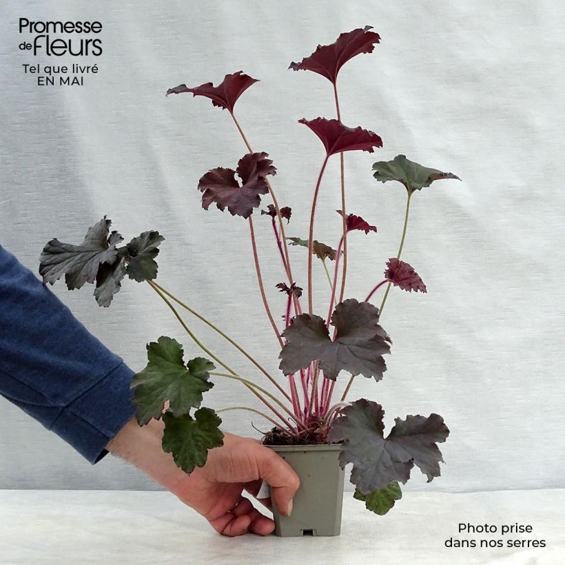 Example of Heuchère - Heuchera Binoche Godet de 8/9 cm as you get in printemps