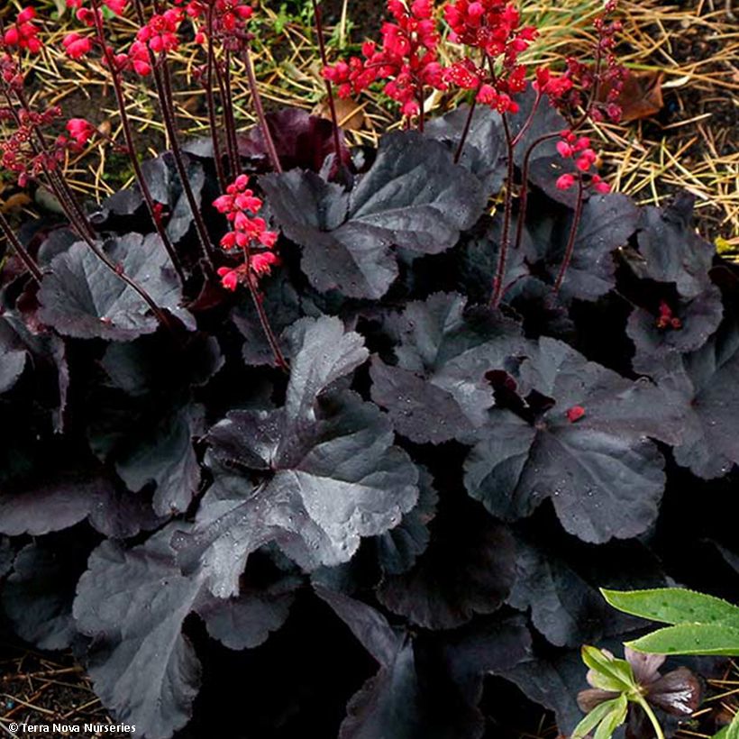 Heuchère Black Forest Cake (Foliage)