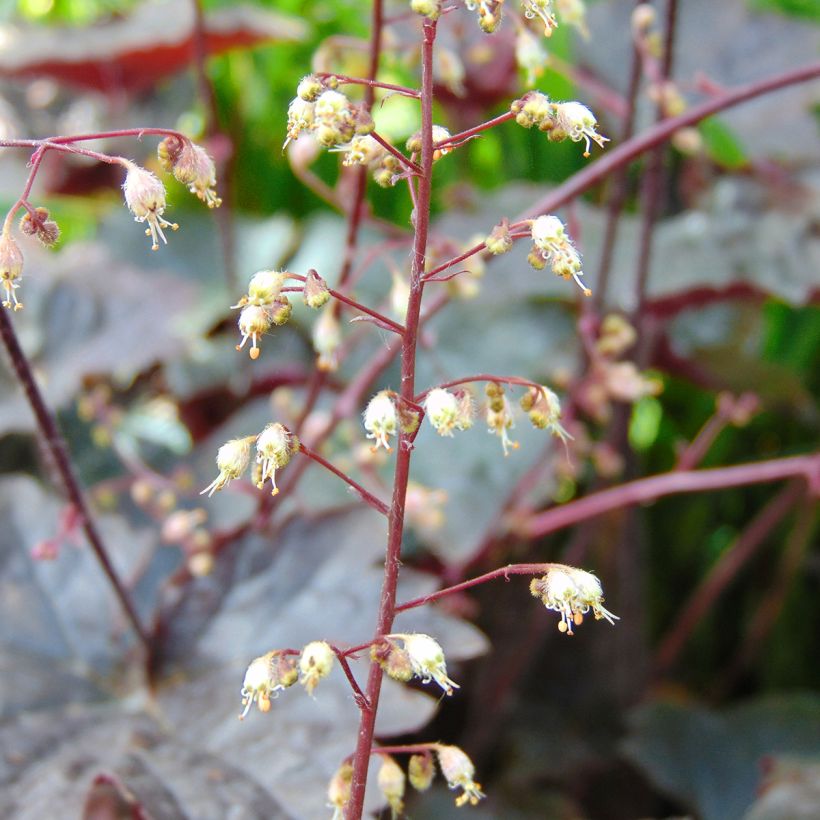Heuchère - Heuchera Blackout (Flowering)