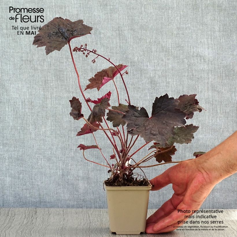 Example of Heuchère - Heuchera Blackout Godet de 8/9 cm as you get in printemps